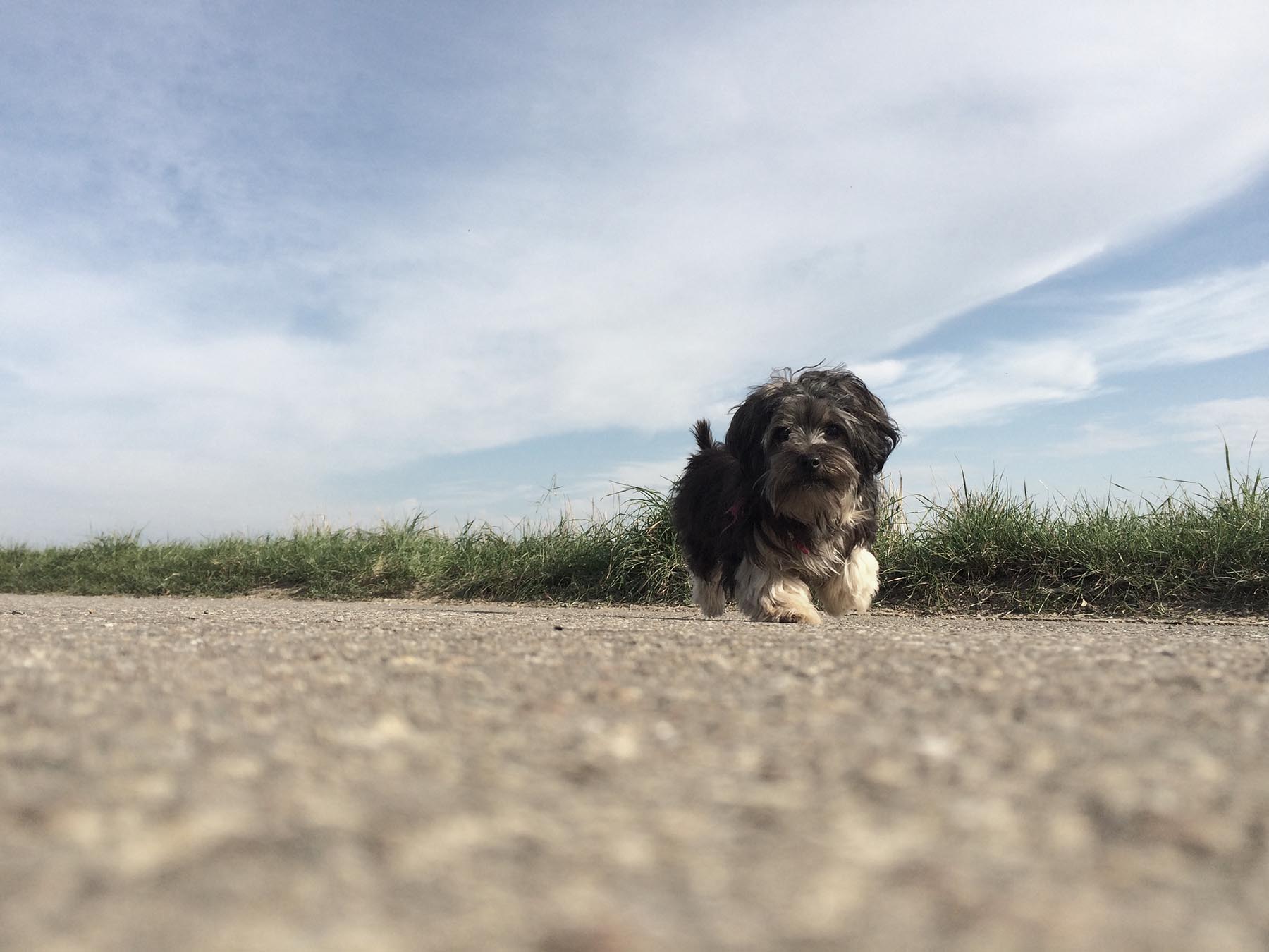 Spazierengehen mit Charlie, Ingersheim, 2016